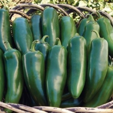 Goliath Jalapeno Pepper Seeds