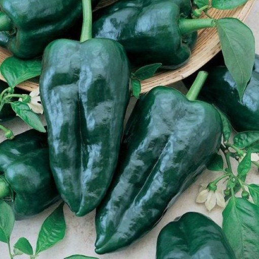 Ancho Poblano Peppers