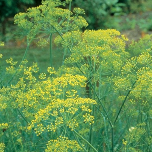 Bouquet Dill HB31-250