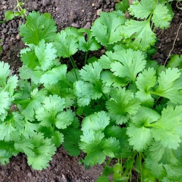 Cilantro Coriander Seeds