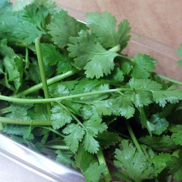 Slow Bolt Coriander Seeds
