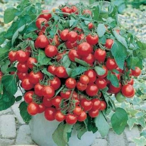 Tumbler Tomato