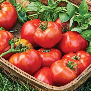 Druzba Tomato Seeds
