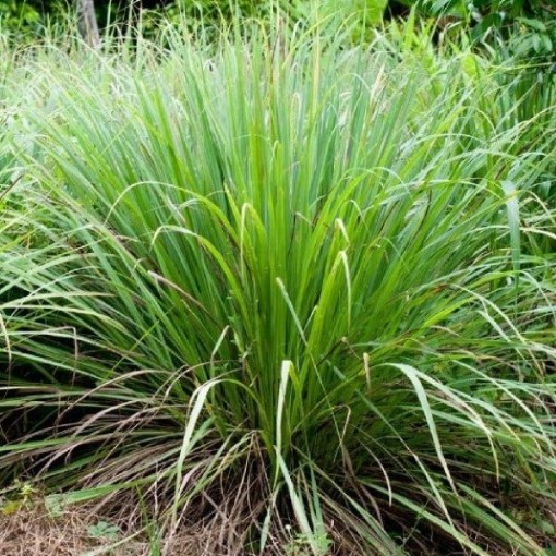 East Indian Lemongrass