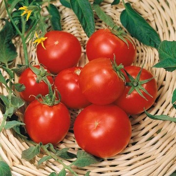 Celebrity Plus Tomato Seeds