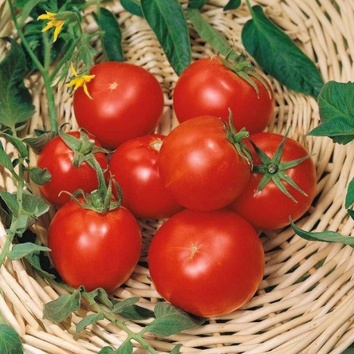 Celebrity Plus Tomato