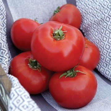 Siletz Tomato Seeds