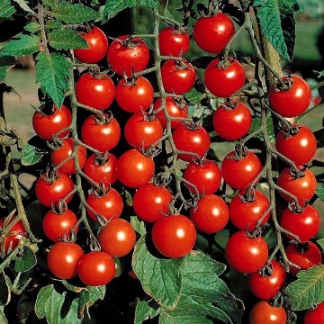 Super Sweet 100 Tomato Seeds