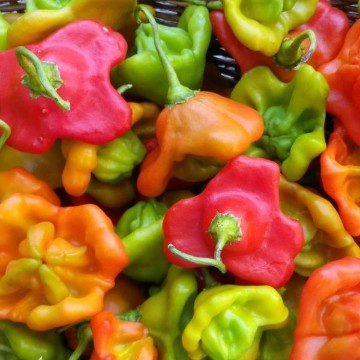 Cambuchi Pepper Seeds