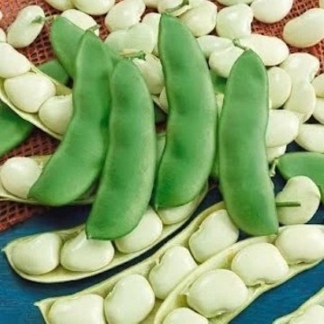 Henderson Lima Bean Seeds