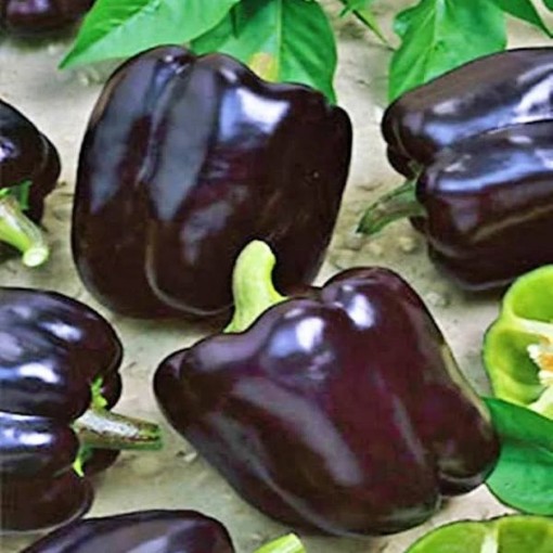 Midnight Dreams Peppers
