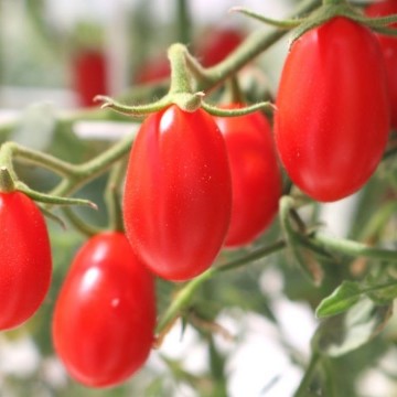 Cupid Tomato Seeds