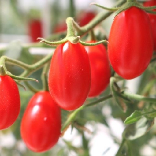 Cupid Tomato