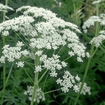 Anise Seeds