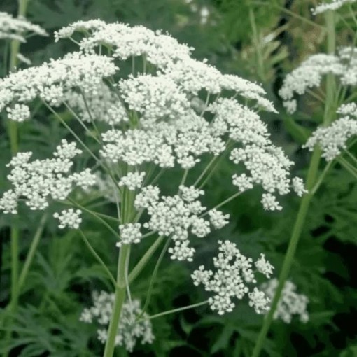 Anise