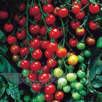 Sweet 100 Tomato Seeds