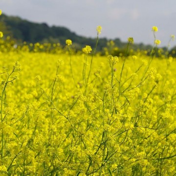 Black Mustard Seeds
