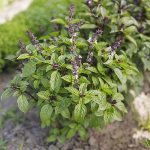 Cinnamon Basil