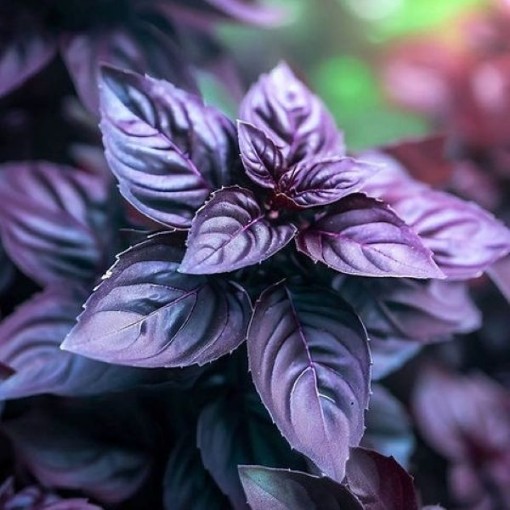 Dark Opal Purple Basil