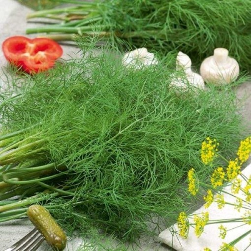 Dukat Dill