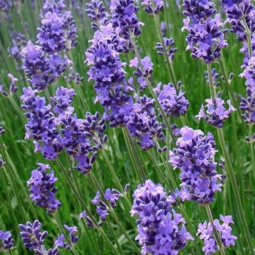 English Lavender