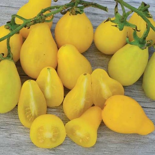 Beam's Yellow Pear Tomato