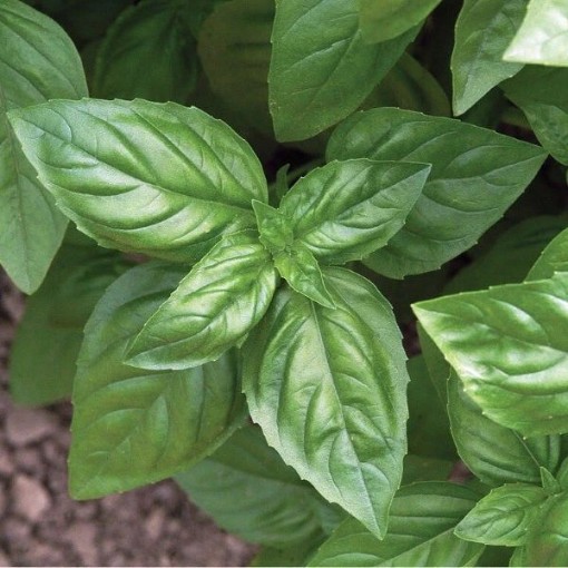 Genovese Basil