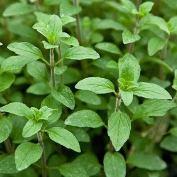Italian Oregano Seeds