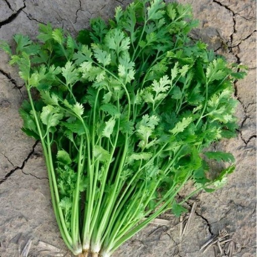 Leisure Coriander