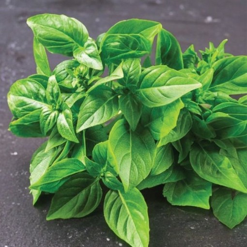 Lemon Basil