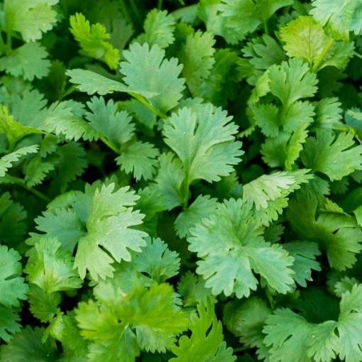 Long Standing Coriander