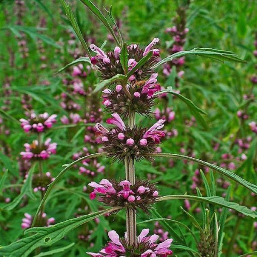 Motherwort