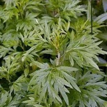 Mugwort Seeds