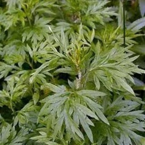 Mugwort