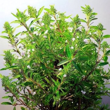 Summer Savory Seeds