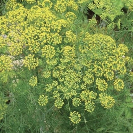 Long Island Mammoth Dill