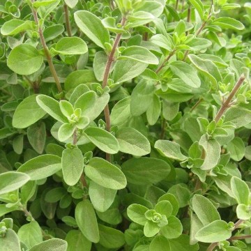 Sweet Marjoram Seeds