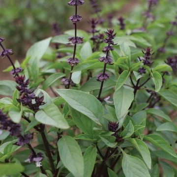 Sweet Thai Basil Seeds