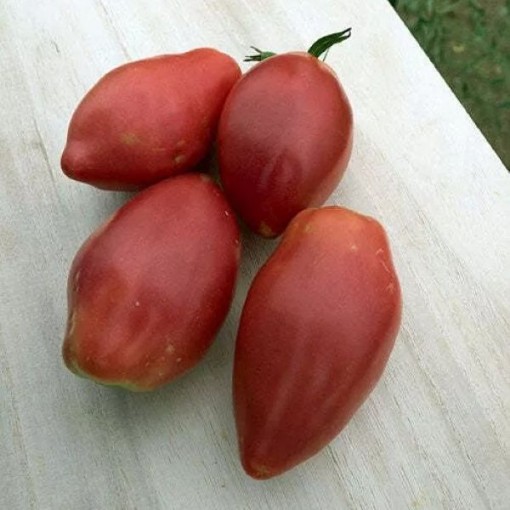 Sheboygan Tomato