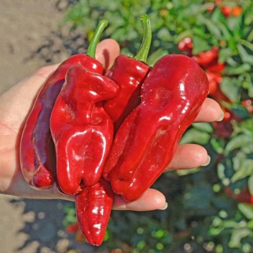 Melrose Peppers