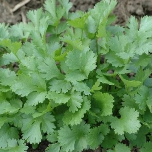 Santo Coriander