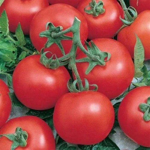Early Doll Tomato