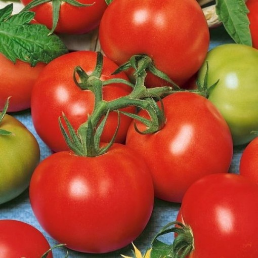 Fireworks Tomato