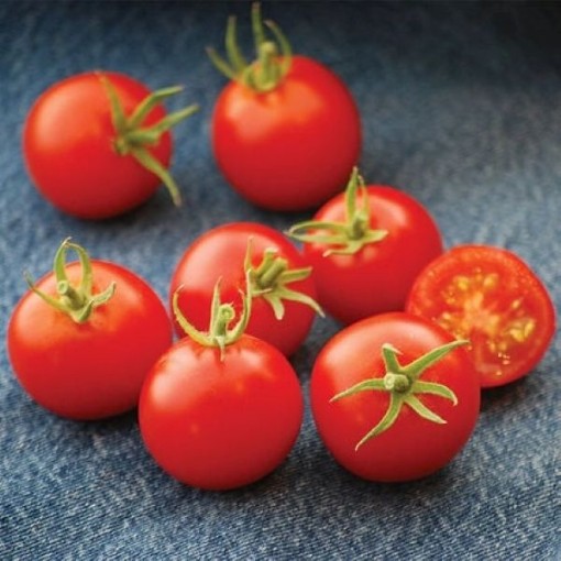 42 Day Tomato