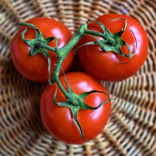Floradade Tomato