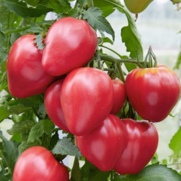 Hungarian Heart Tomato Seeds