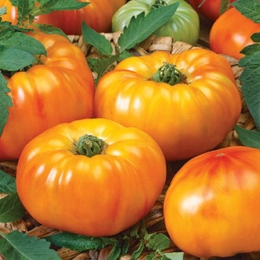 Chef's Choice Bi Color Tomato