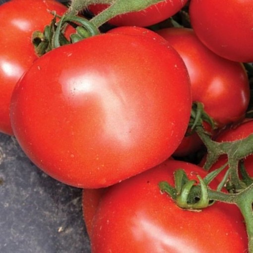 Tasti Lee II Tomato