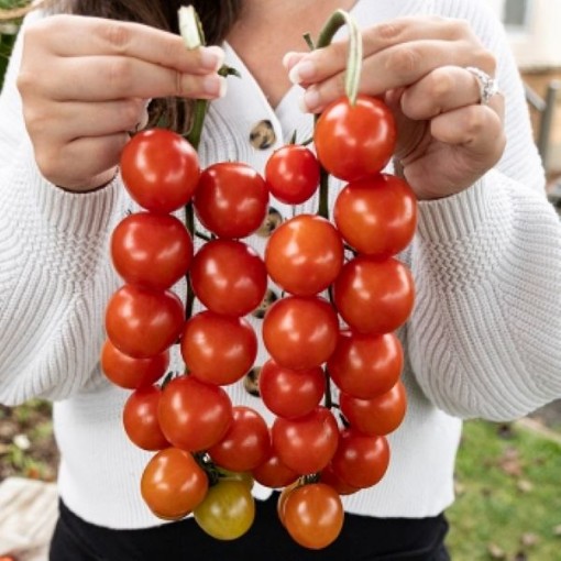 Cherry Boy Tomato