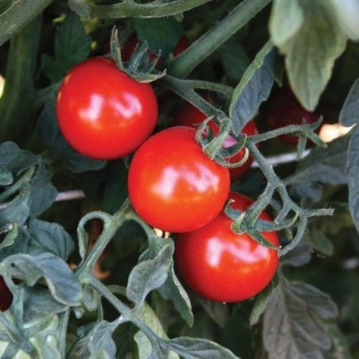 Braveheart Tomato